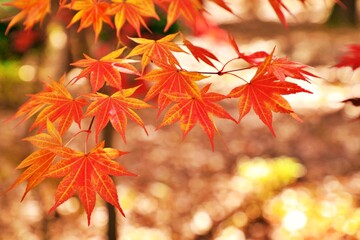 가을풍경 - 단풍나무