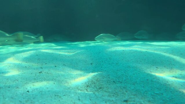 Giant dusky kob fish swimming in a line at the bottom of the aquarium tank