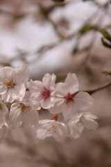 Fototapeta na wymiar 桜・満開 桜の開花イメージ