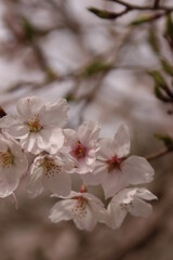 桜・満開 桜の開花イメージ