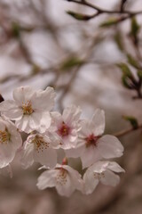 Fototapeta na wymiar 桜・満開 桜の開花イメージ