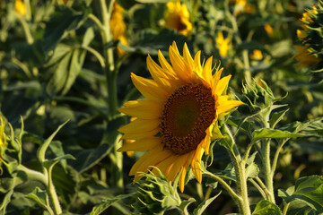 Żółty kwitnący słonecznik w letni słoneczny dzień - obrazy, fototapety, plakaty