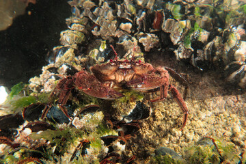 Snorkeling in scotland
