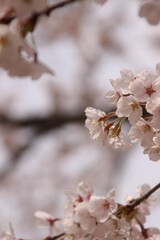 桜・満開 桜の開花イメージ