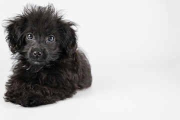 伏せをしてカメラ目線のミックスの仔犬