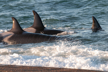 Obraz premium Killer whale hunting sea lions on the paragonian coast, Patagonia, Argentina