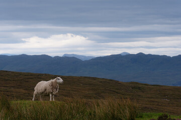 sheep in scotland