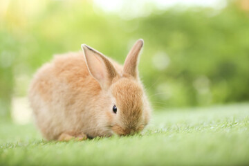 Cute little rabbit on green grass with natural bokeh as background during spring. Young adorable bunny playing in garden. Lovely pet at park in spring.