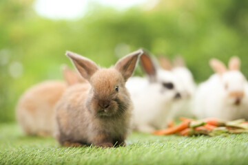Cute little rabbit on green grass with natural bokeh as background during spring. Young adorable bunny playing in garden. Lovely pet at park in spring.