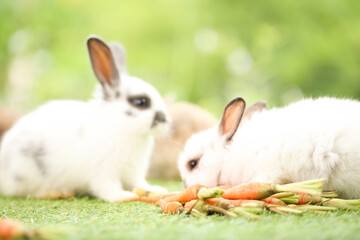 Cute little rabbit on green grass with natural bokeh as background during spring. Young adorable bunny playing in garden. Lovely pet at park in spring.