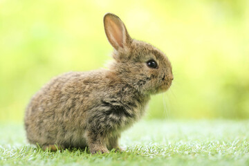 Cute little rabbit on green grass with natural bokeh as background during spring. Young adorable bunny playing in garden. Lovely pet at park in spring.