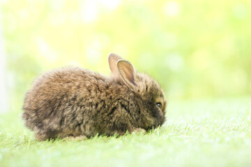 Cute little rabbit on green grass with natural bokeh as background during spring. Young adorable bunny playing in garden. Lovely pet at park in spring.