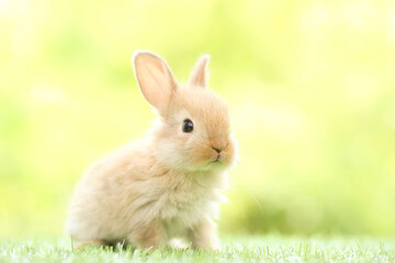 Cute little rabbit on green grass with natural bokeh as background during spring. Young adorable bunny playing in garden. Lovely pet at park in spring.