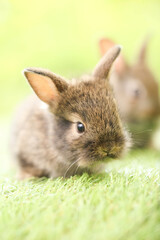 Cute little rabbit on green grass with natural bokeh as background during spring. Young adorable bunny playing in garden. Lovely pet at park in spring.