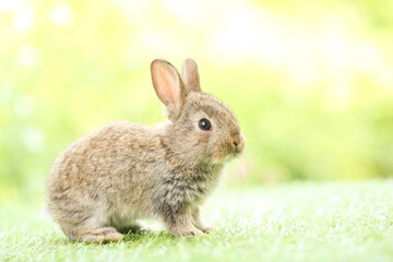 Cute little rabbit on green grass with natural bokeh as background during spring. Young adorable bunny playing in garden. Lovely pet at park in spring.