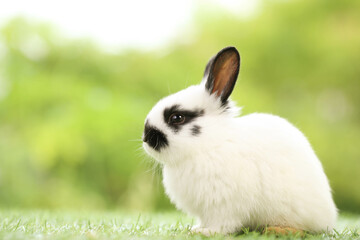 Cute little rabbit on green grass with natural bokeh as background during spring. Young adorable bunny playing in garden. Lovely pet at park in spring.