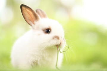 Cute little rabbit on green grass with natural bokeh as background during spring. Young adorable bunny playing in garden. Lovely pet at park in spring.