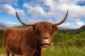 Highland coo