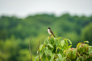 Eastern King Bird on a Plant, Tree and or Bush