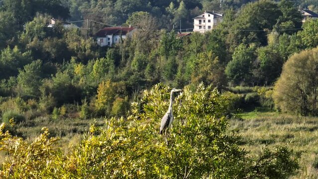 Airone Cenerino sulla cima di un albero. Ardea Cinerea.
Vista aerea con drone di uccello appollaiato sull'albero