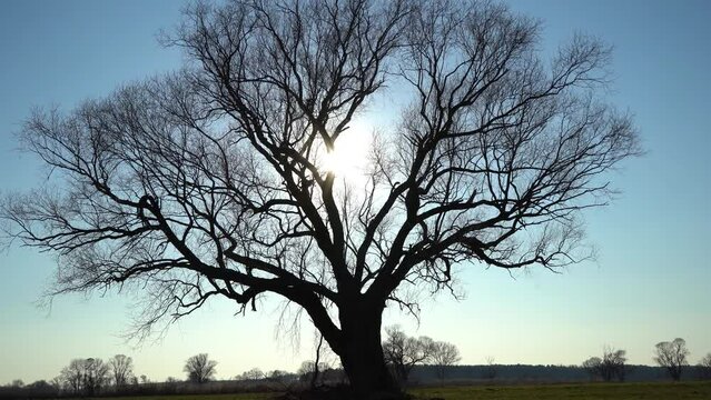 kahler Baum im Winter auf freiem Feld
