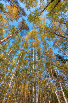 Yellow foliage of trees against the blue sky.