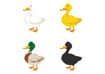 Illustration of four different colored ducks on a white background. Different colored ducks