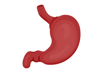 Human stomach organ isolated on white background. Stomach icon of color style design