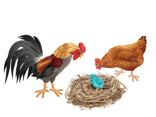 coq, poussin, poule, oiseau, en or, ferme, oeuf, coloré, étonné, étonnant, nid,  drapeau, regardant, français, Ukraine, domestique, couple, cassé, nature, volaille, lgbt, poussin, bleu, rose, vert, ja