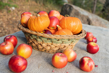 A beautiful basket with pumpkins and apples on the table covered with a canvas tablecloth. Autumn still life on the background of the forest.