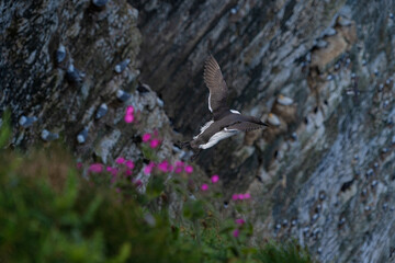 Young guillemot flying soaring and gliding on a cliff face on rugged UK coastline low-level portrait view 
