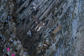 Young guillemot flying soaring and gliding on a cliff face on rugged UK coastline low-level portrait view 