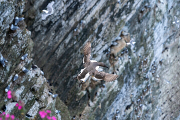 Young guillemot flying soaring and gliding on a cliff face on rugged UK coastline low-level portrait view showing other nesting seabirds in background