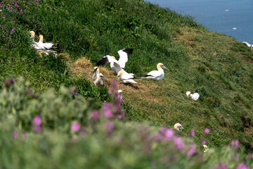 A group of Atlantic Gannets Large White Seabird on grassland at top of a cliff face on a rugged UK...