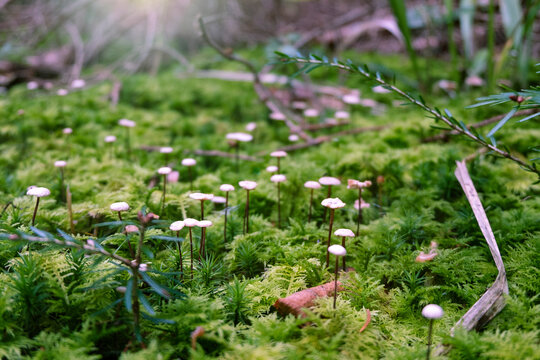 Close-up of group of Horsehair parachute fungi  (Marasmius androsaceus) grow in green moss. Marasmius rotula mushroom.