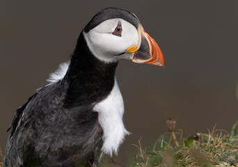 Fototapeta premium Single Portrait side on a low level close up Marco photograph on Single Puffin Seabord showing Black, White and Orange Marking, feathers and beak and sorrowful thoughtful face