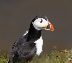 Single Portrait side on a low level close up Marco photograph on Single Puffin Seabord showing Black, White and Orange Marking, feathers and beak and sorrowful thoughtful face