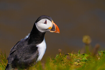 Single Portrait side on a low level close up Marco photograph on Single Puffin Seabord showing Black, White and Orange Marking, feathers and beak and sorrowful thoughtful face