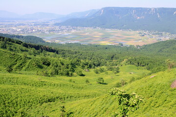 Fototapeta premium 初夏の阿蘇