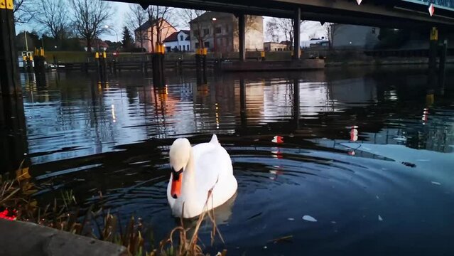 H&ouml;ckerschwan 