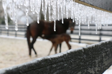 Mare and foal - winter - obrazy, fototapety, plakaty