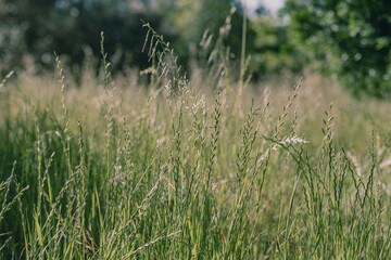 Fototapeta premium Field of flowering grass in the Spring
