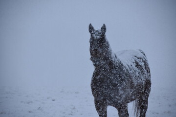 Thoroughbred in snow