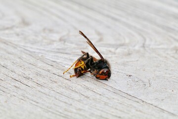 cadaver of single asian hornet on a wooden background