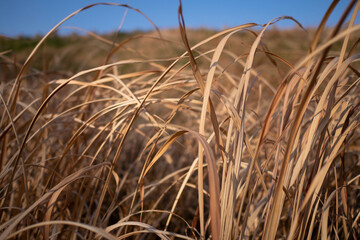 Fototapeta premium Detail of dried grasses on a clear day