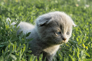 Naklejka na ściany i meble A small grey Scottish fold kitten walks on a green lawn. High quality photo