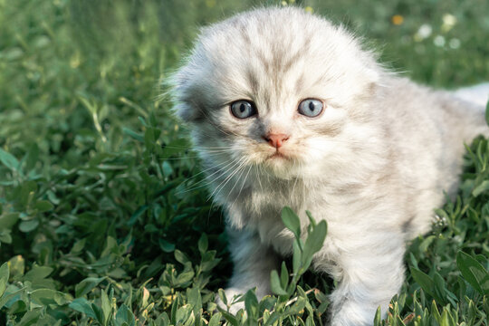 A small grey Scottish kitten is sitting on a green lawn. High quality photo