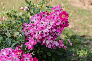 Closeup of a beautiful pink rose flowers bloom in the garden