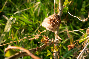A detail of the praying mantis egg case