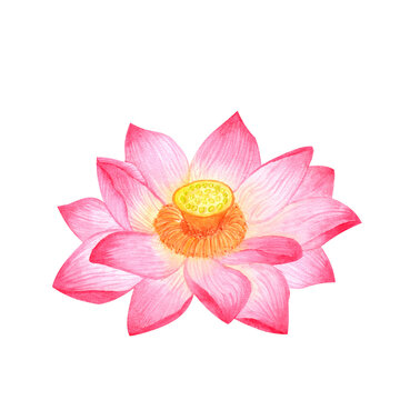 pink lotus flower watercolor isolated white clip art preview
